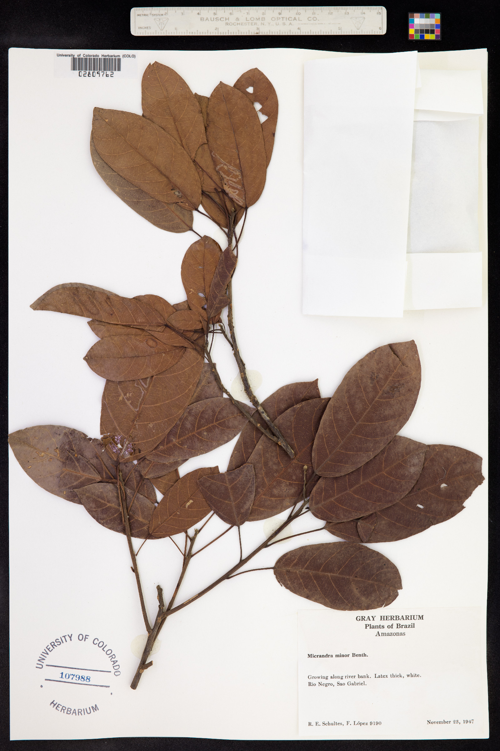 Micrandra siphonioides image