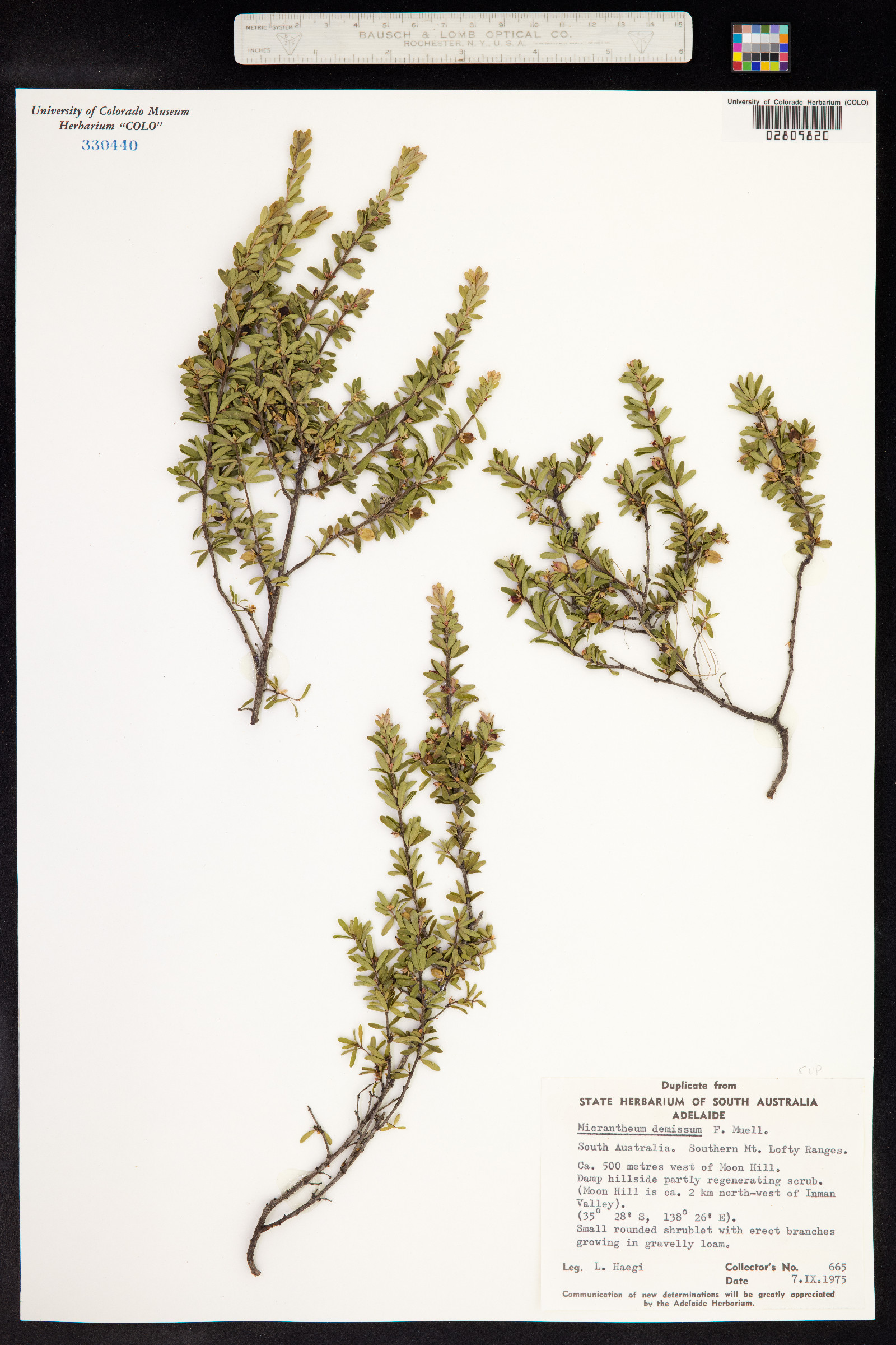 Micrantheum demissum image