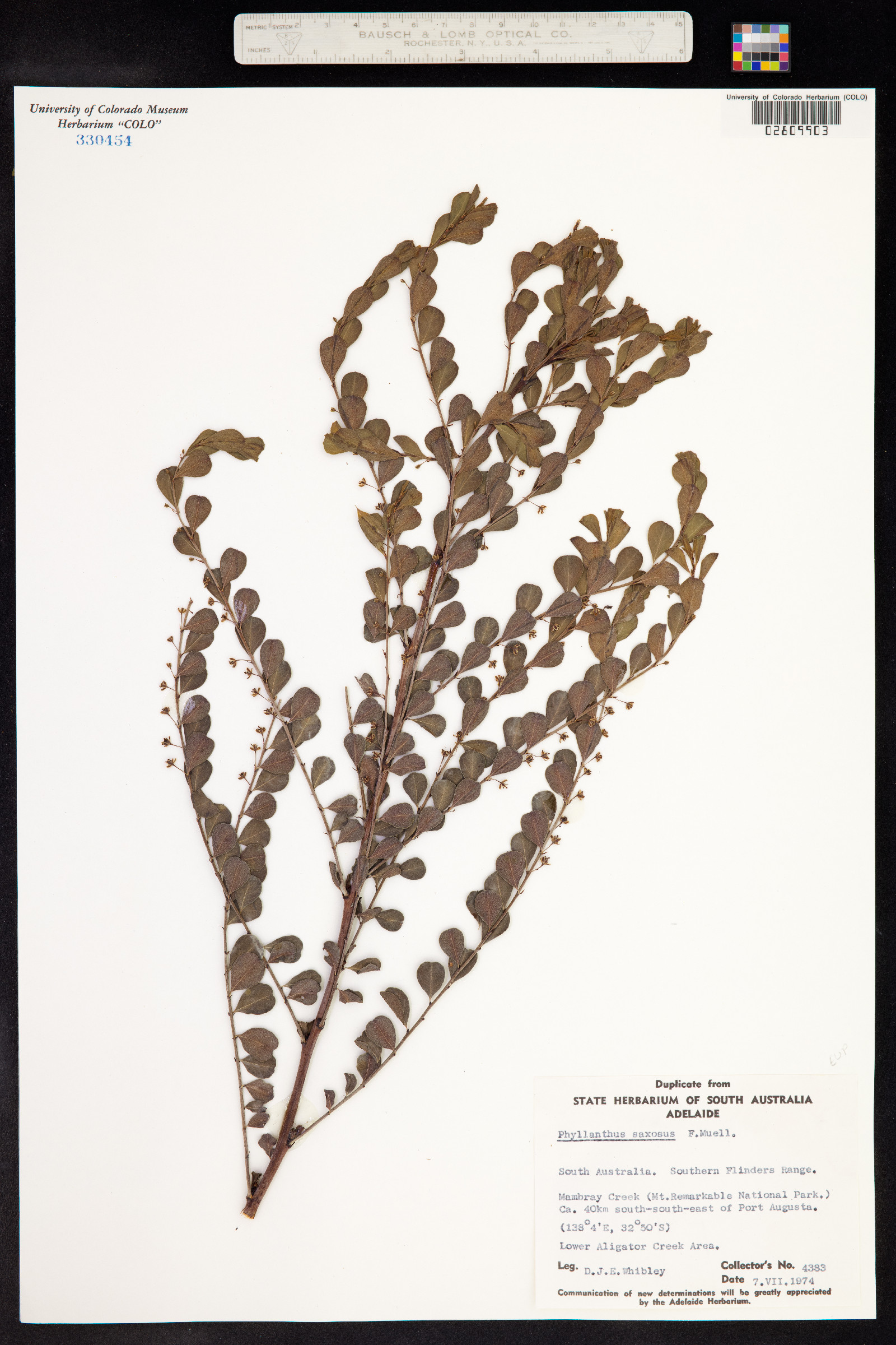 Phyllanthus saxosus image