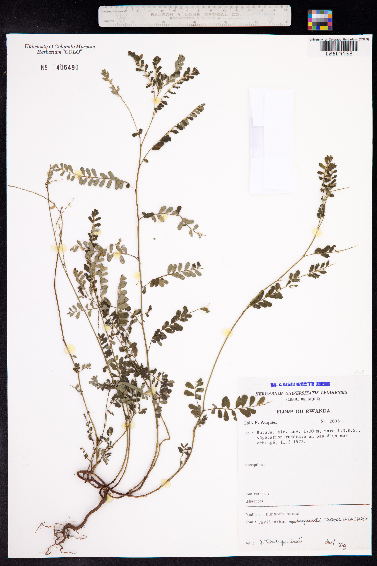 Moeroris bequaertii image