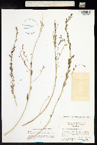 Phyllanthus maderaspatensis image