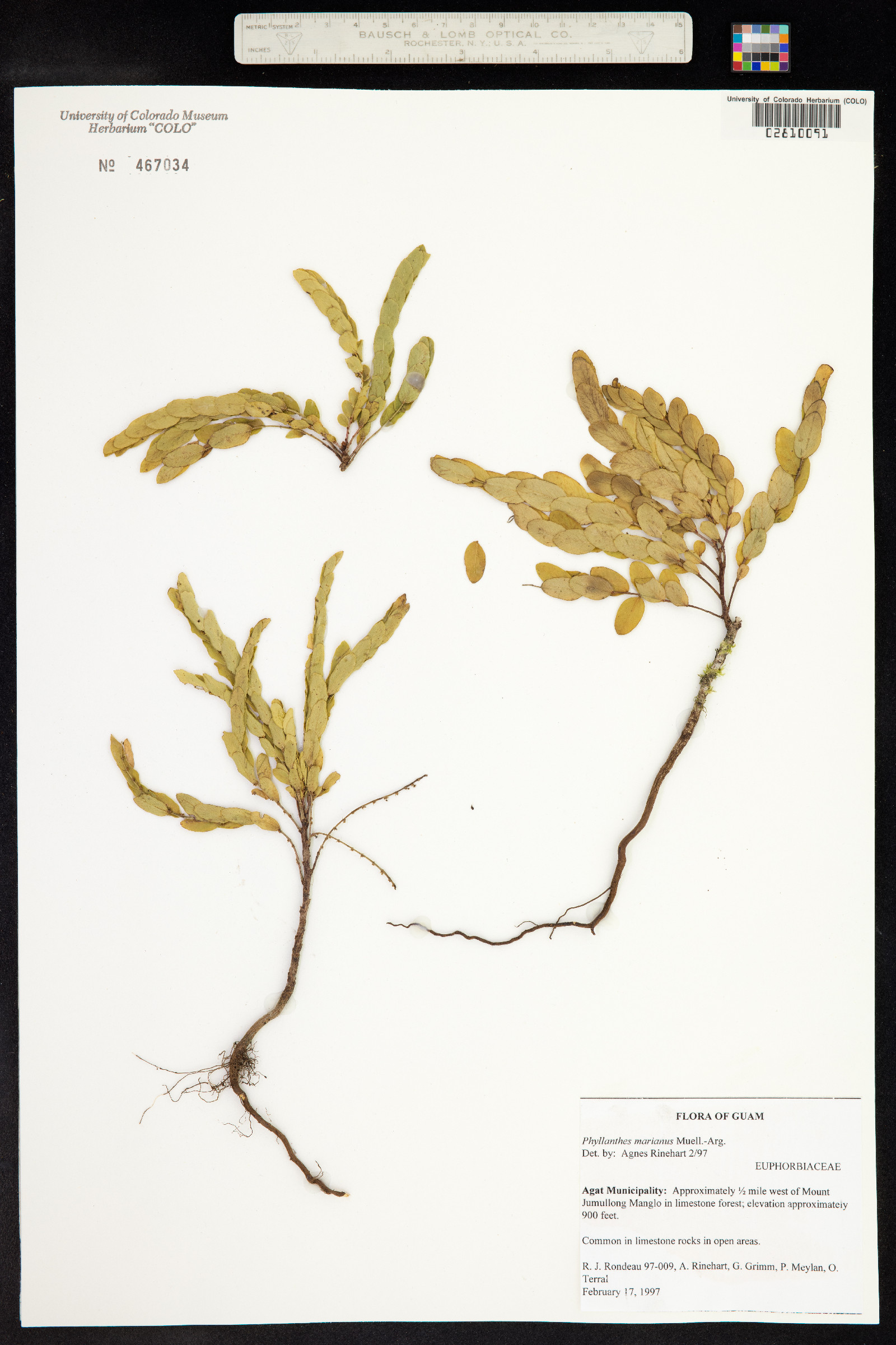 Phyllanthus marianus image