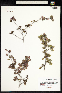 Image of Phyllanthus orbicularis