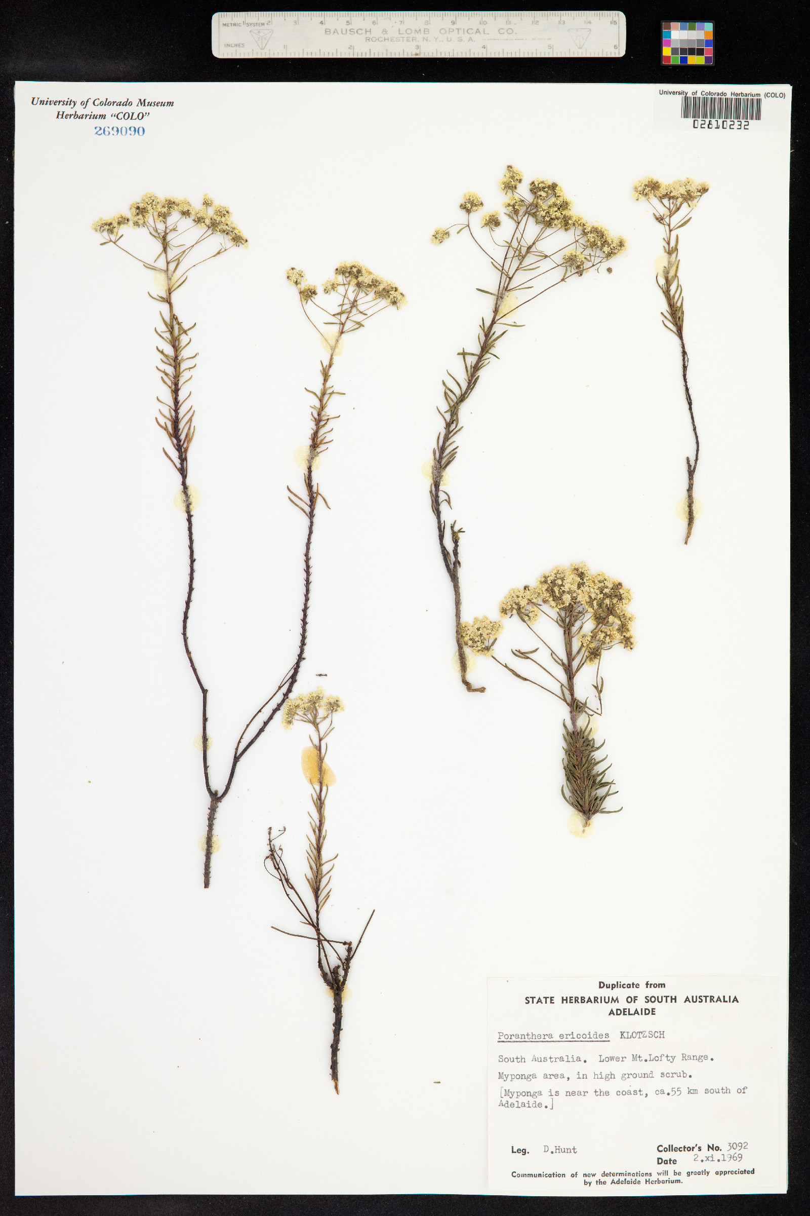 Poranthera ericoides image