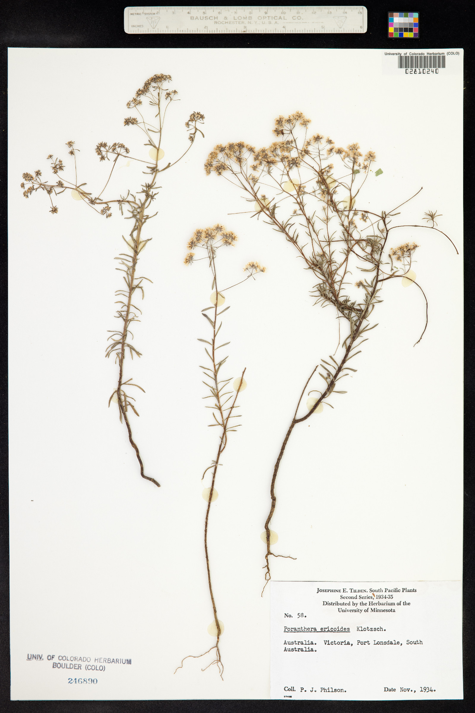 Poranthera ericoides image