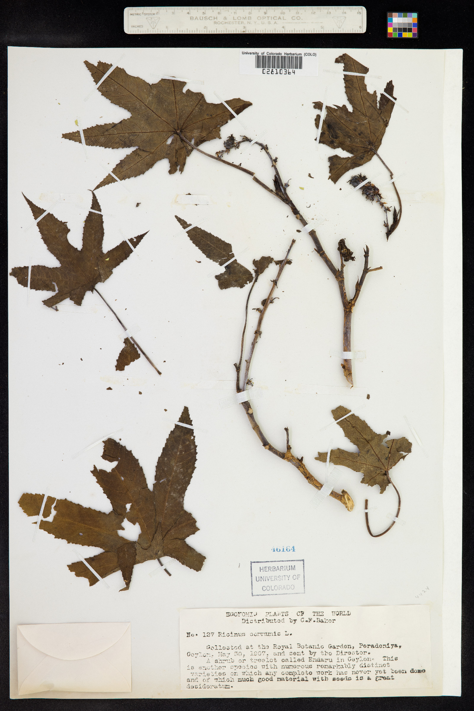 Ricinus communis image