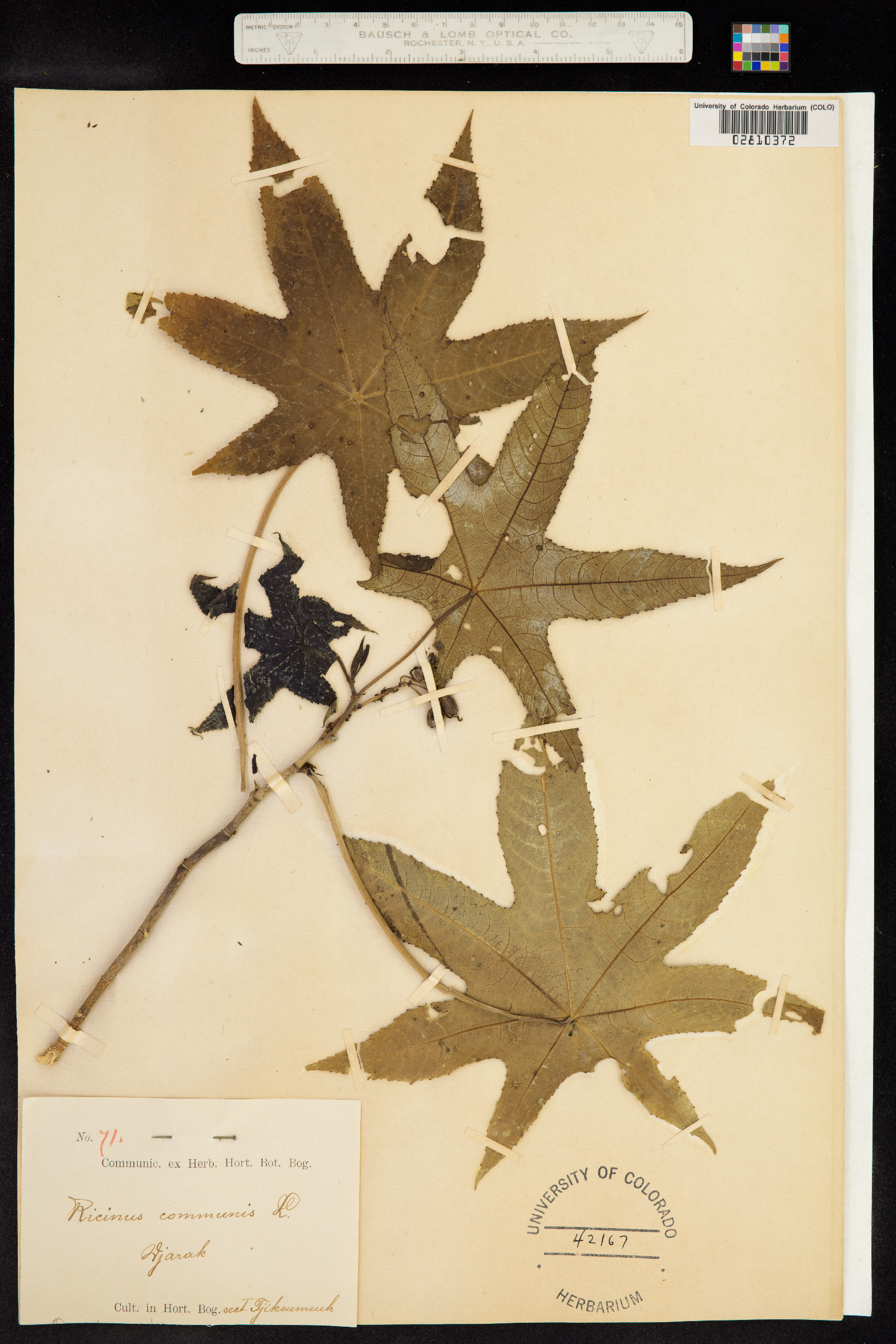 Ricinus communis image