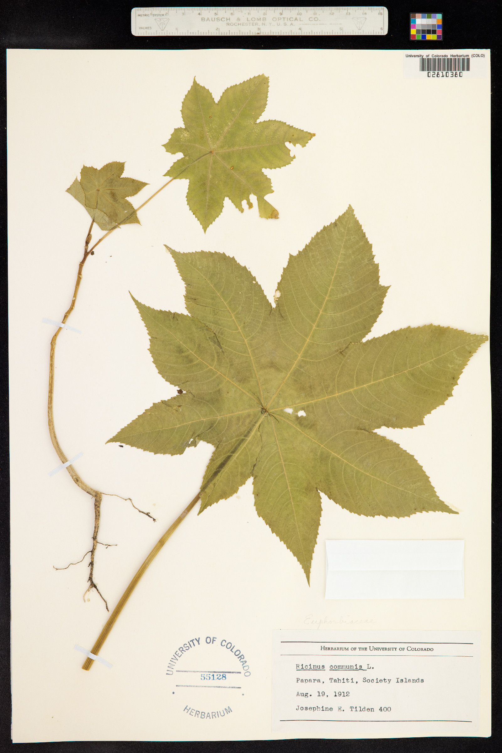 Ricinus communis image