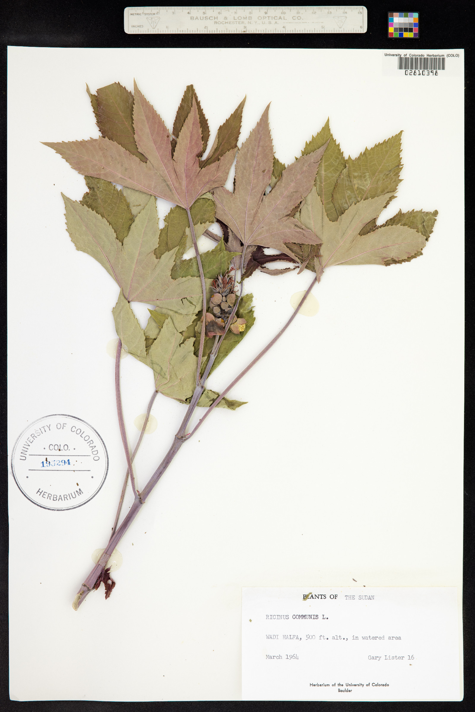 Ricinus communis image