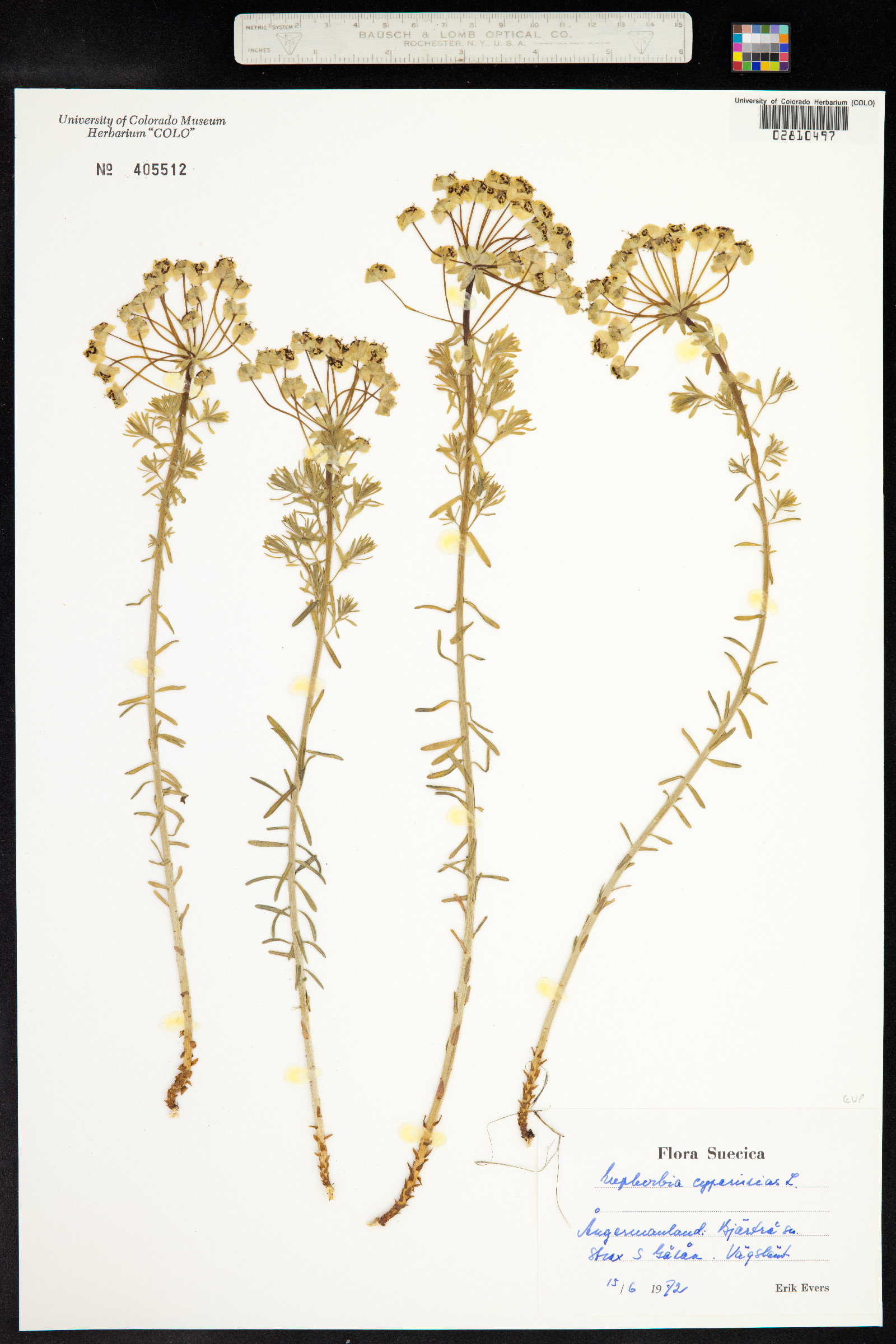 Euphorbia cyparissias image