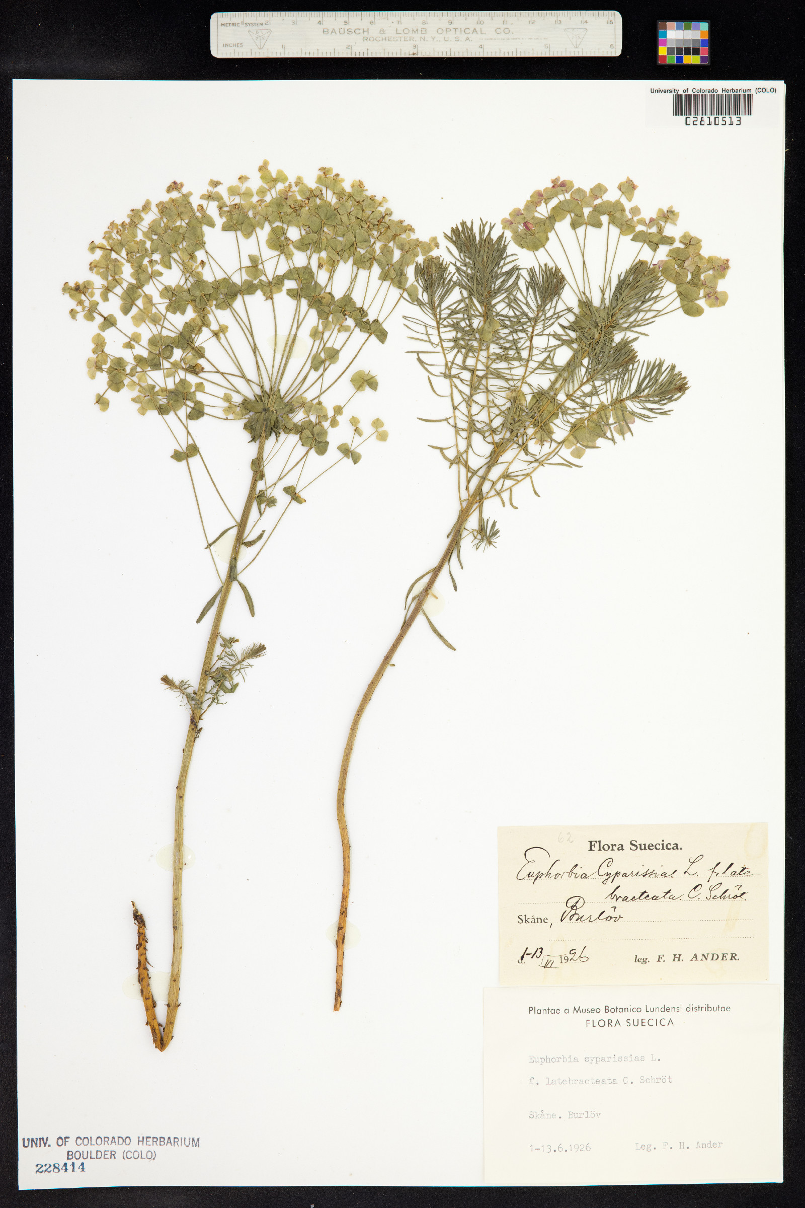 Euphorbia cyparissias image
