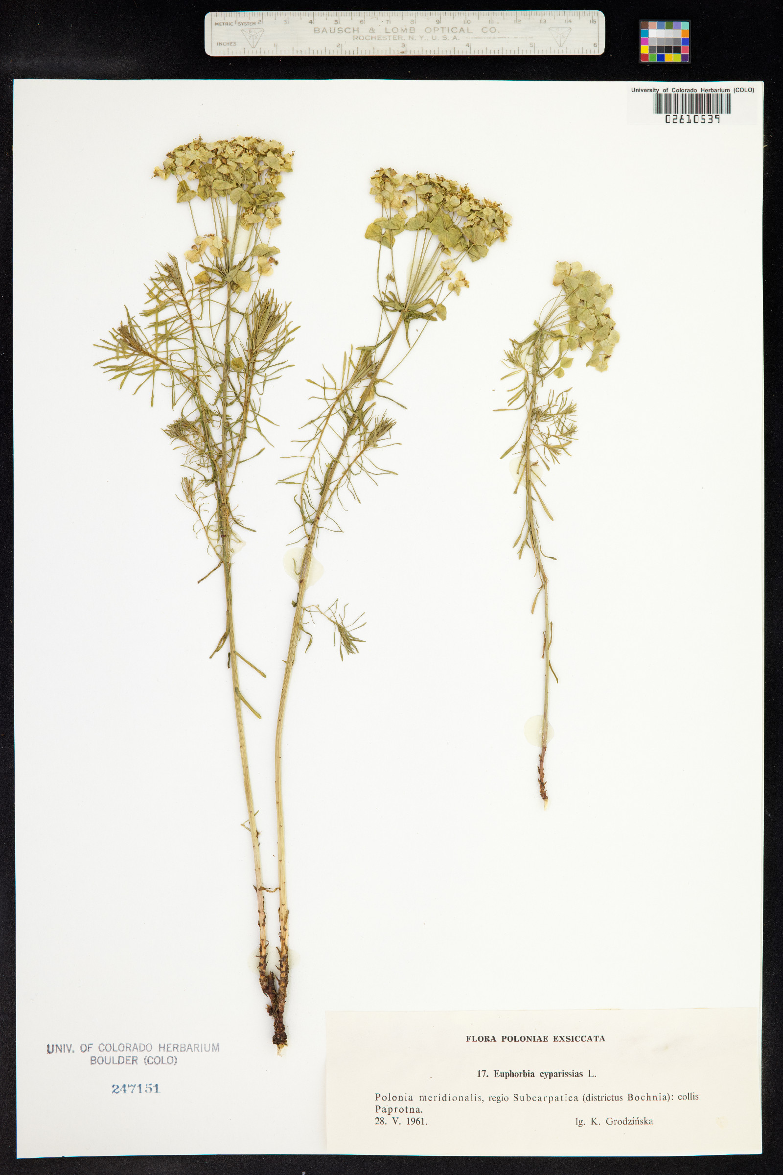 Euphorbia cyparissias image