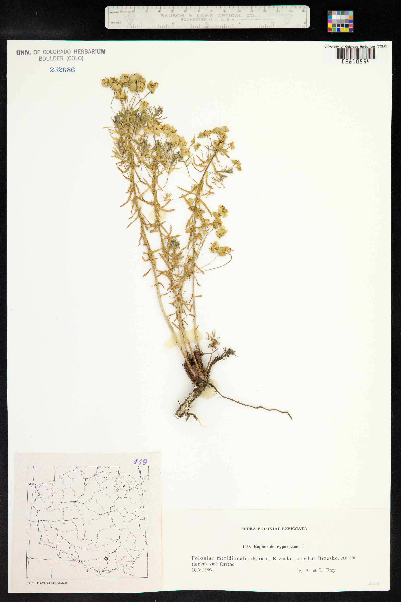 Euphorbia cyparissias image