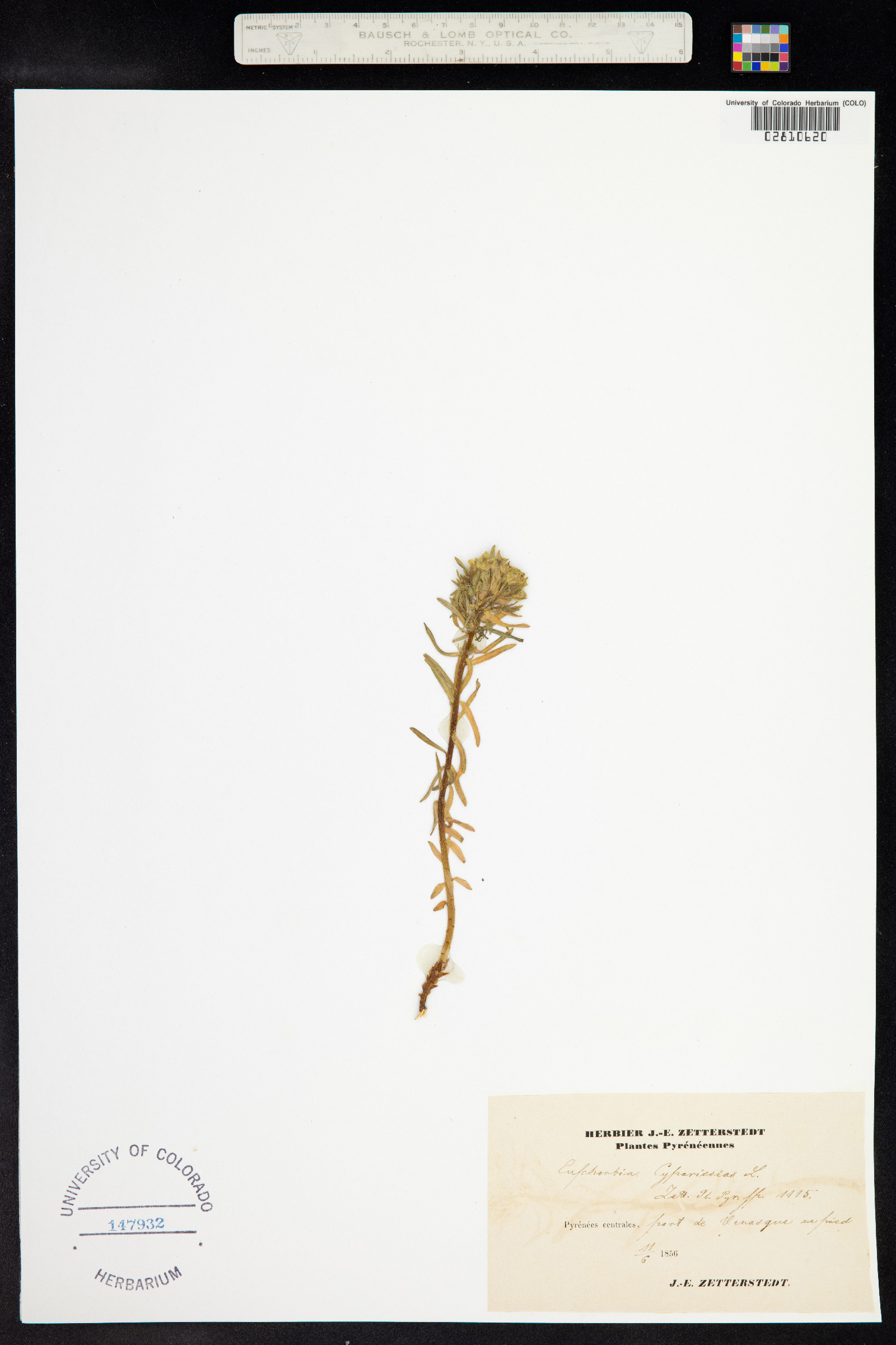 Euphorbia cyparissias image