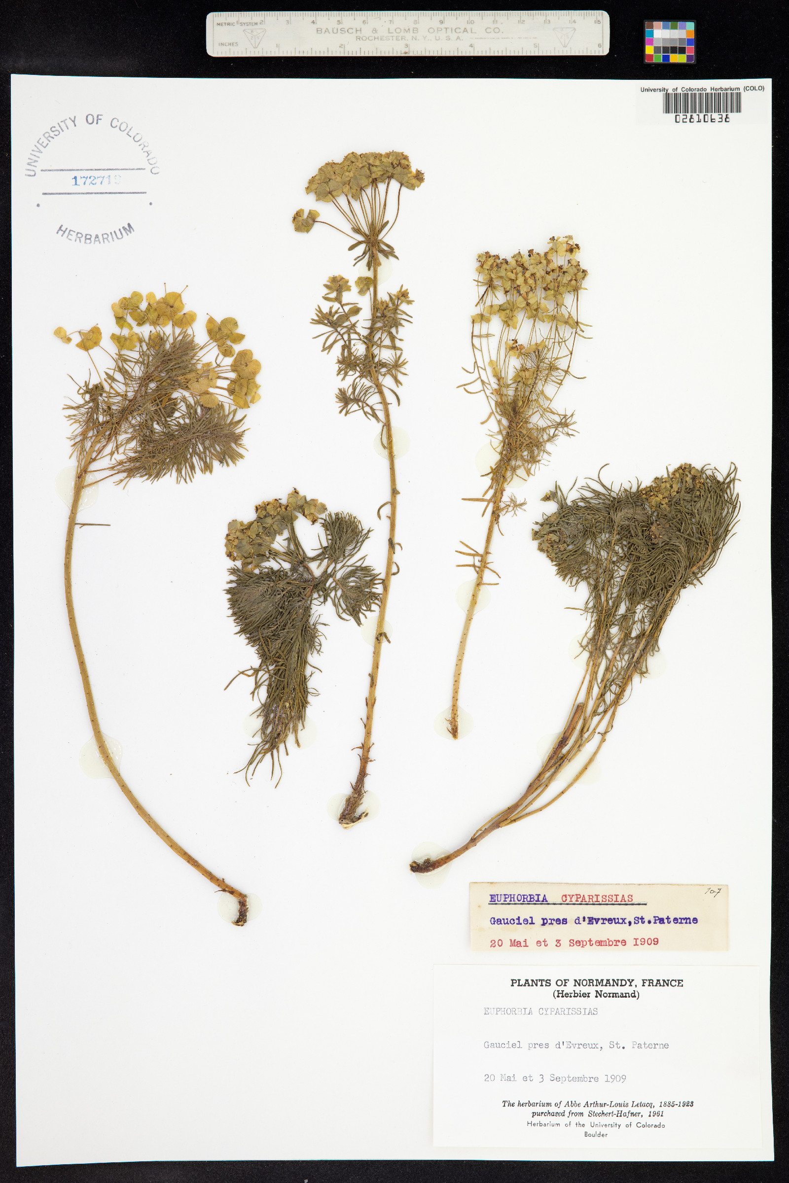 Euphorbia cyparissias image