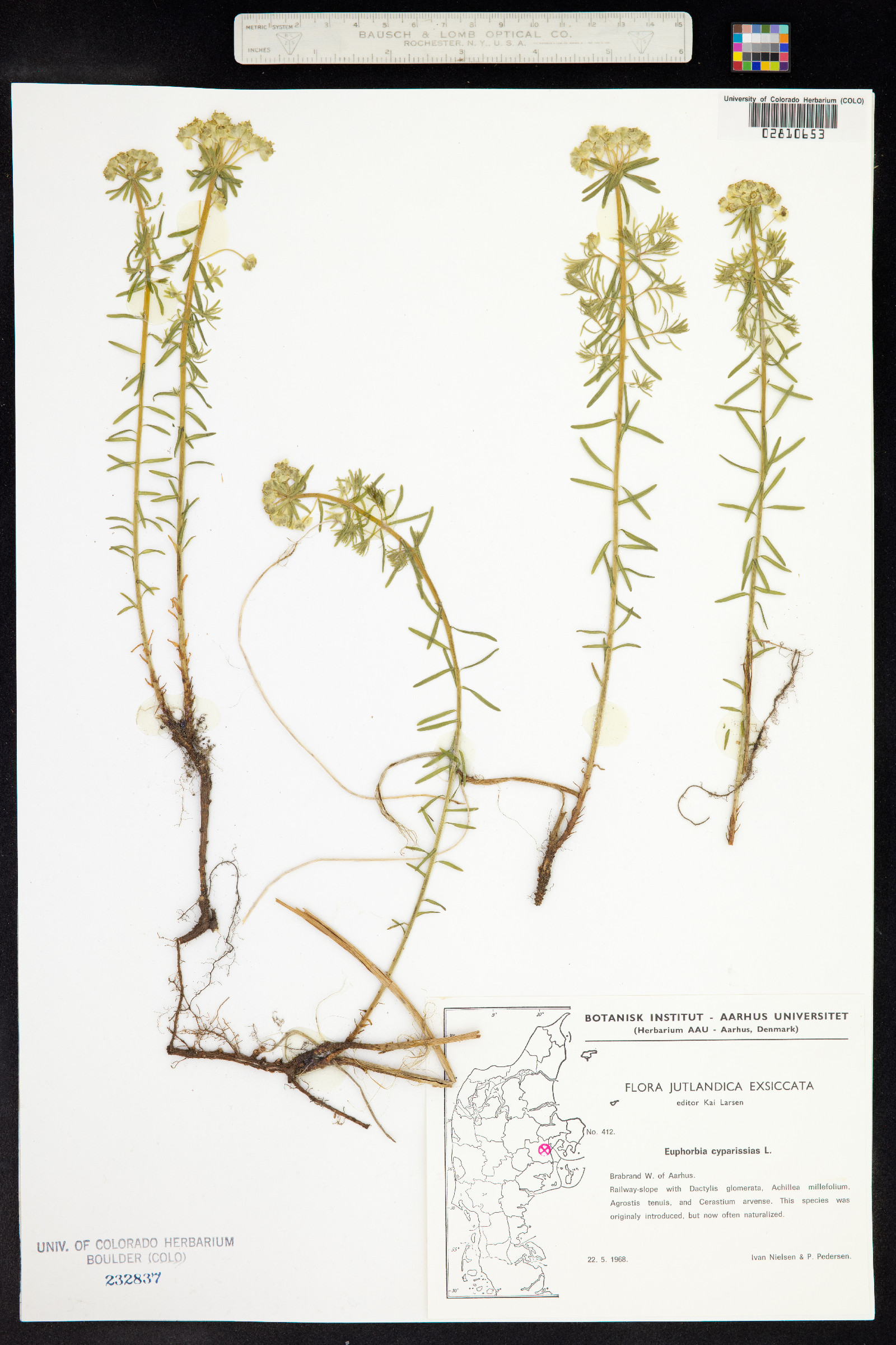 Euphorbia cyparissias image