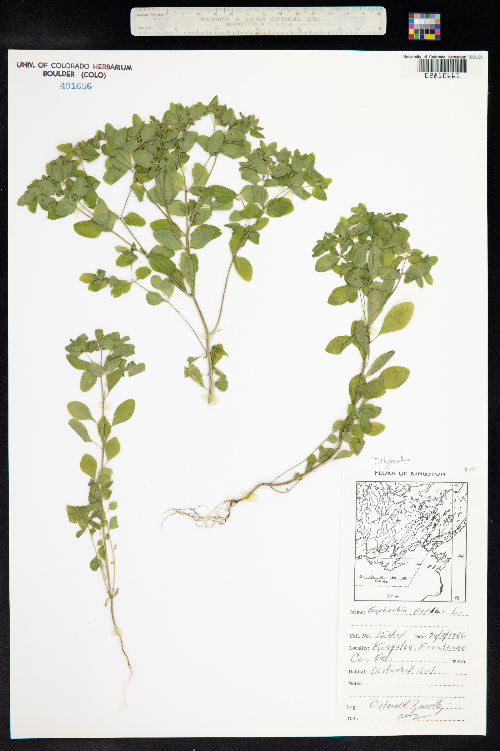 Euphorbia peplus image