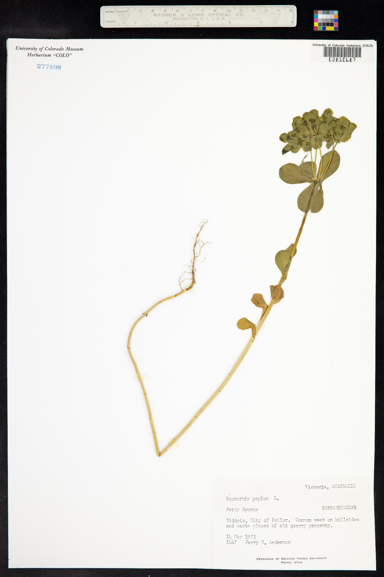 Euphorbia peplus image