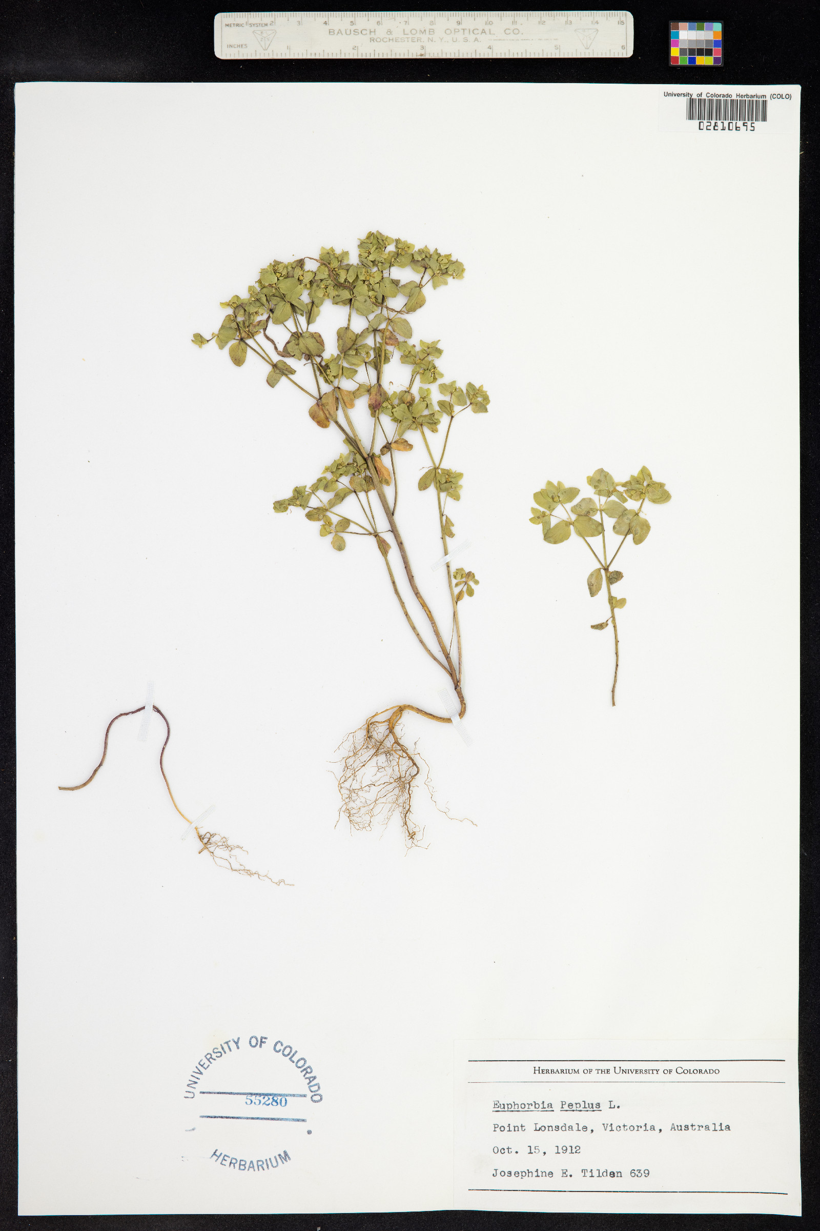 Euphorbia image