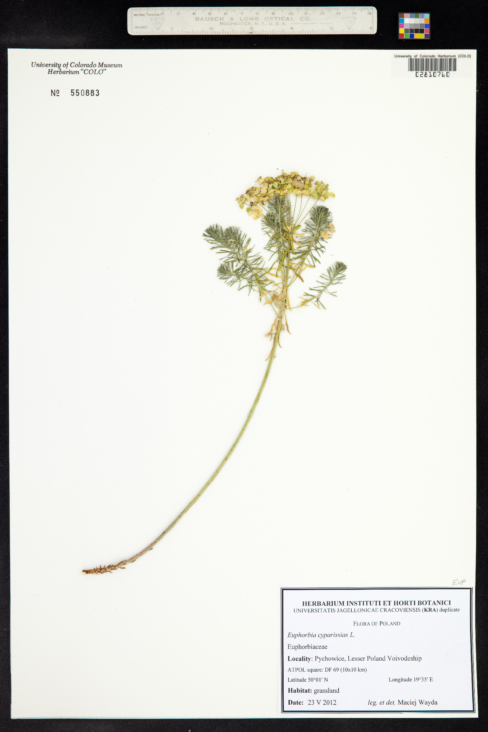 Euphorbia cyparissias image