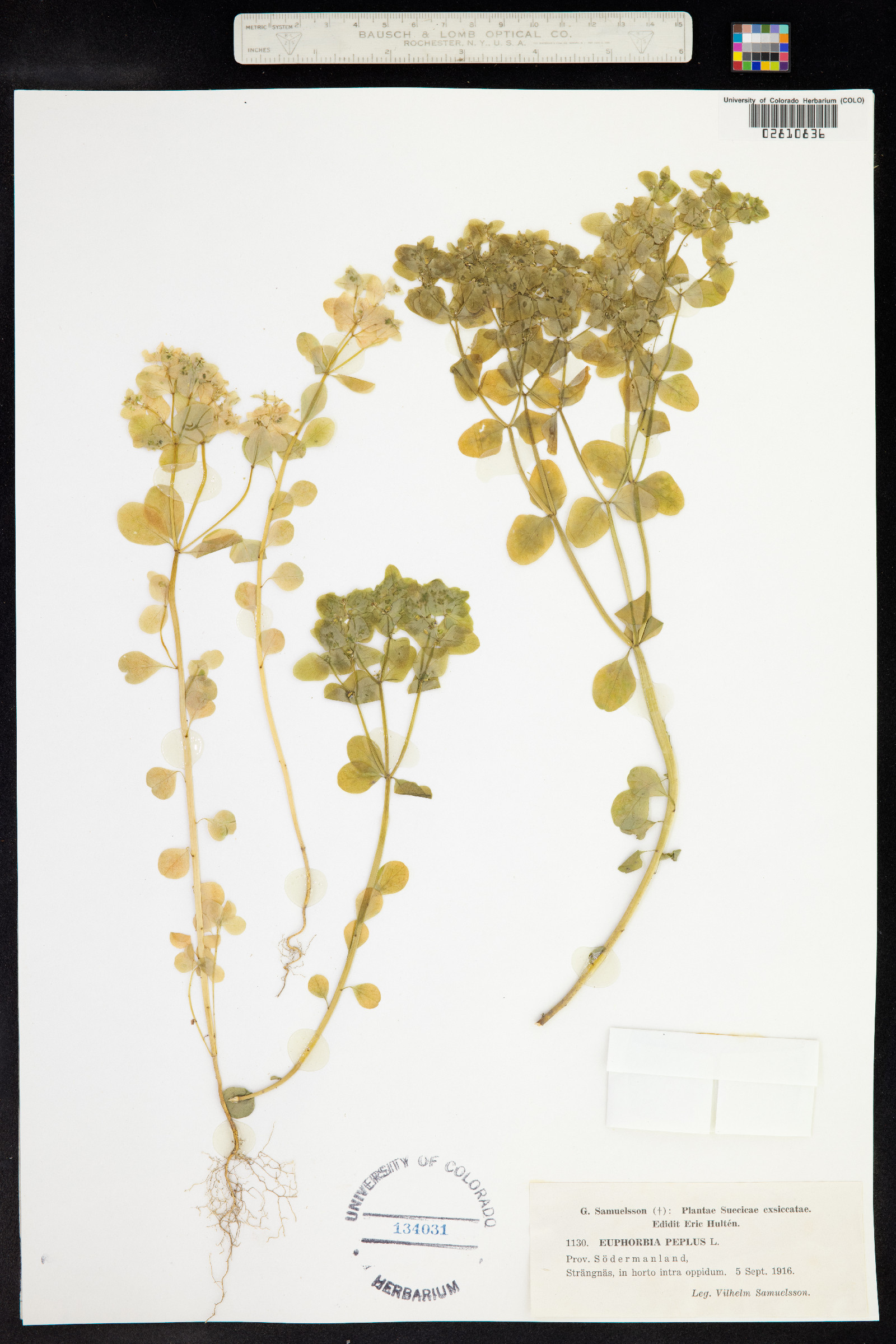 Euphorbia peplus image