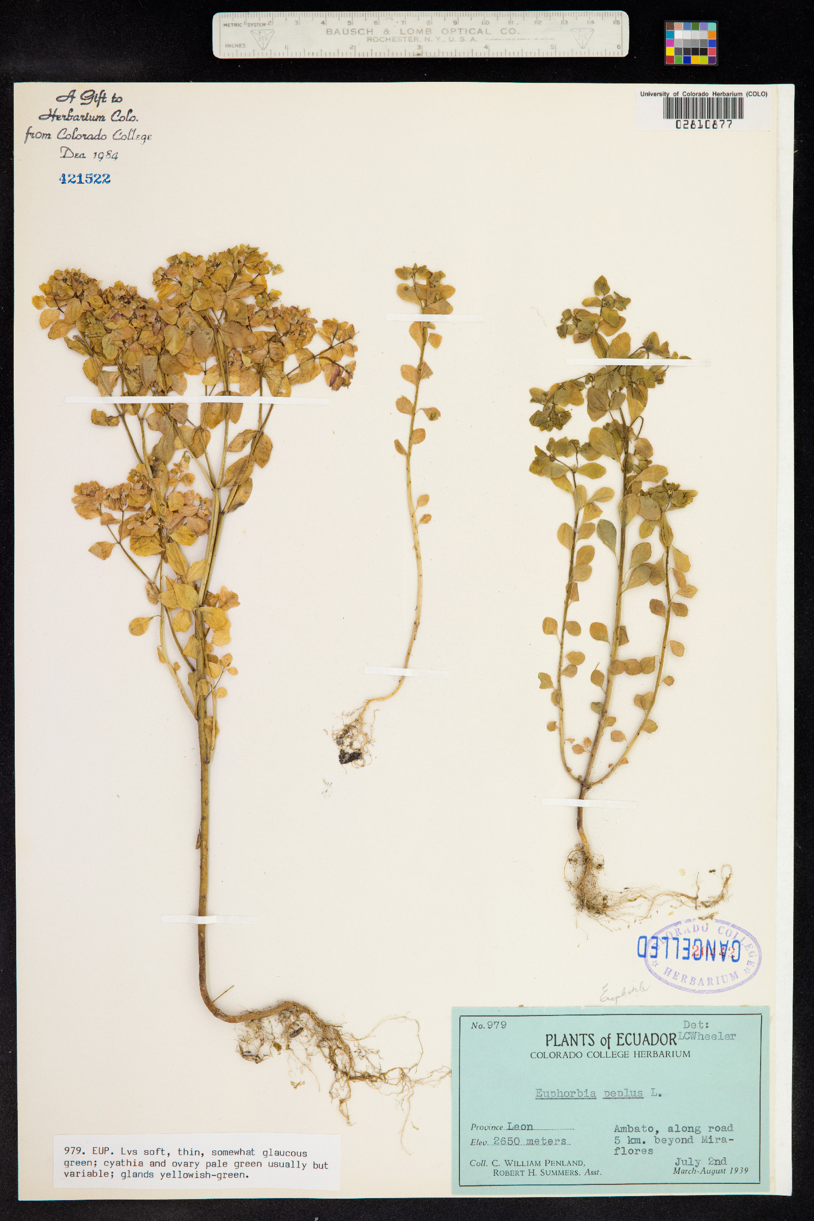 Tithymalus image