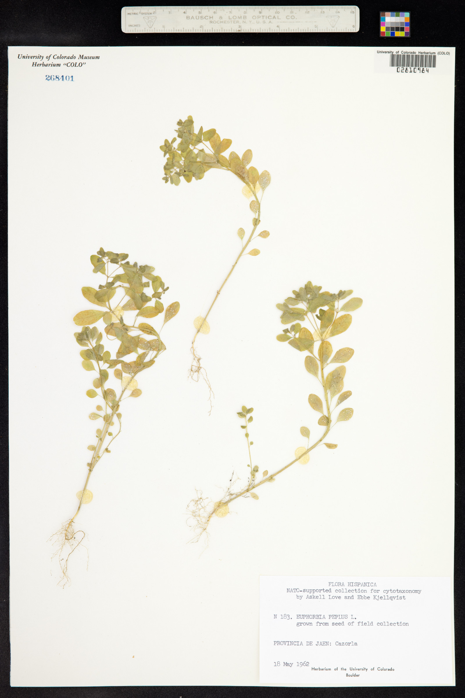 Euphorbia peplus image
