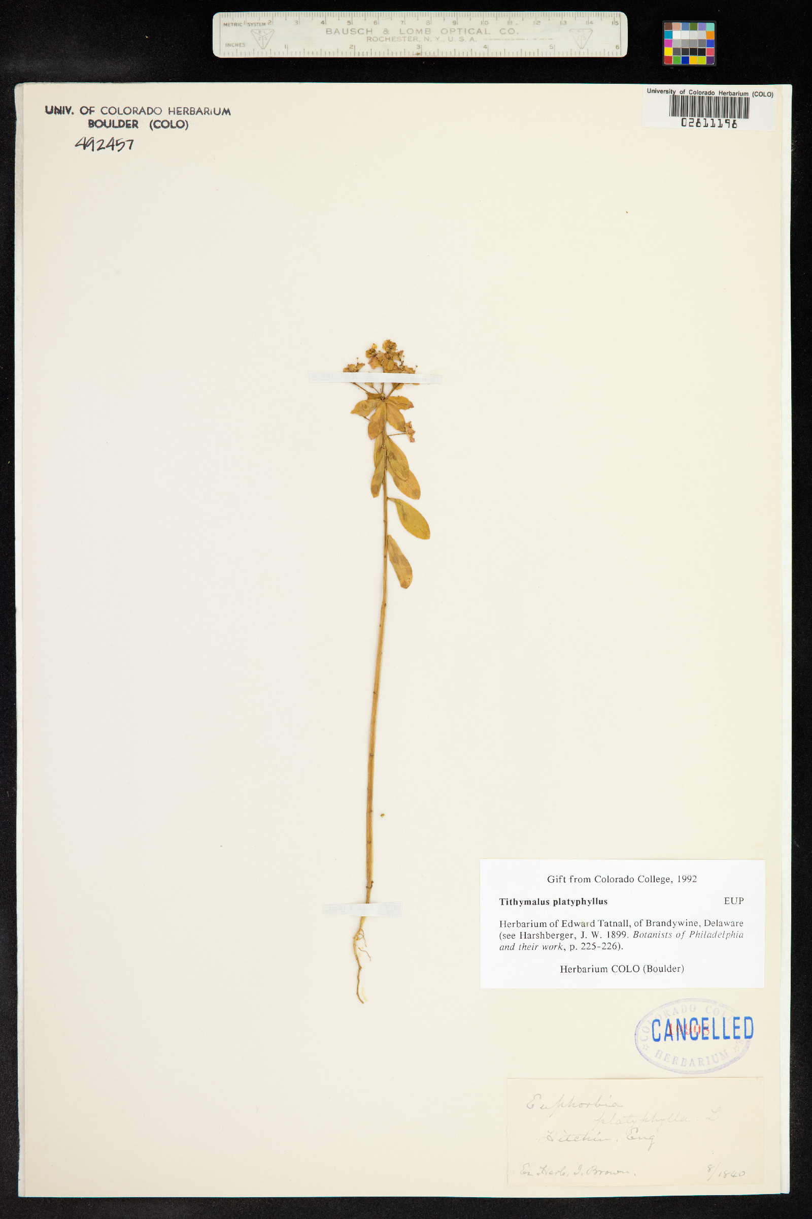 Euphorbia platyphyllos image
