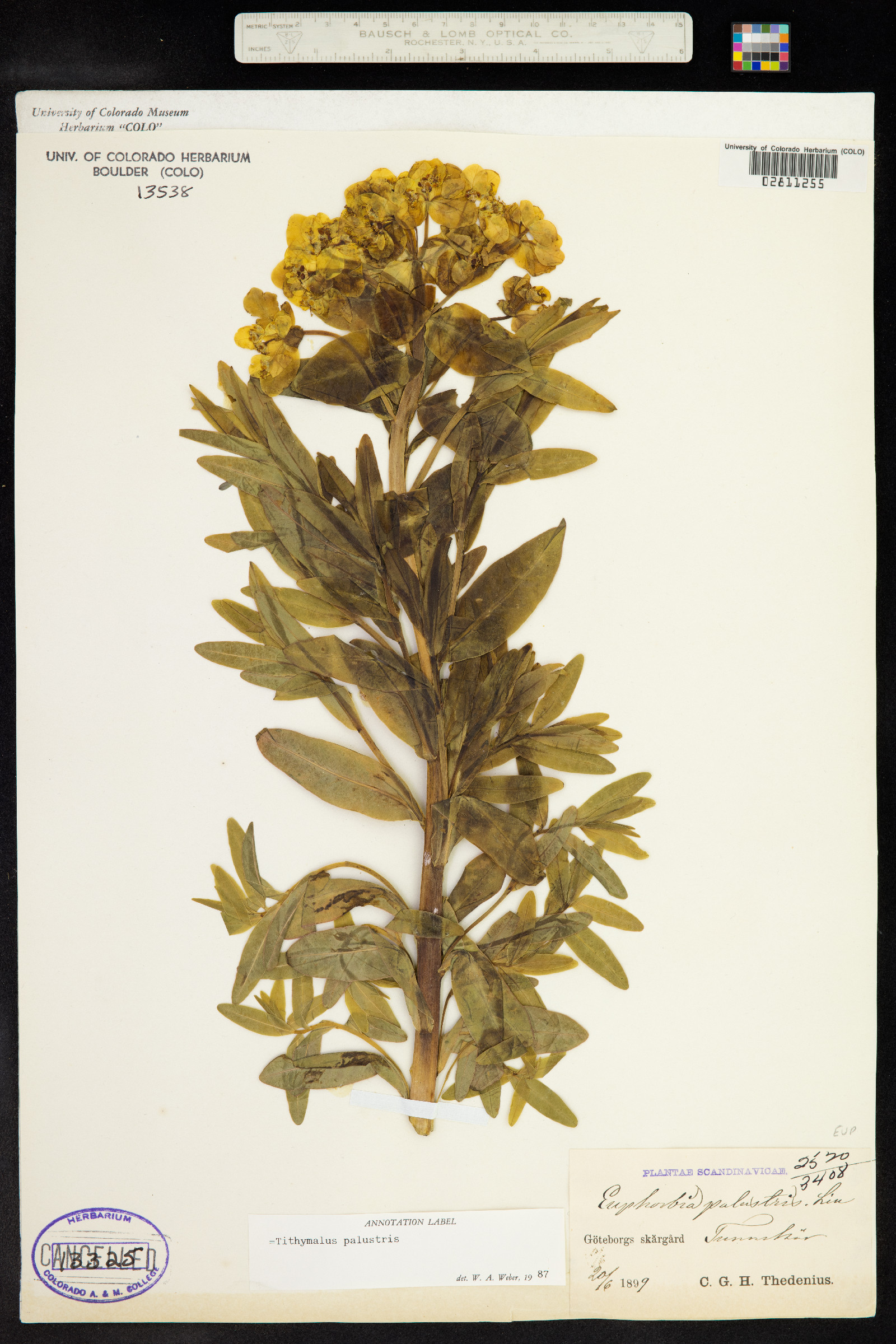 Euphorbia palustris image