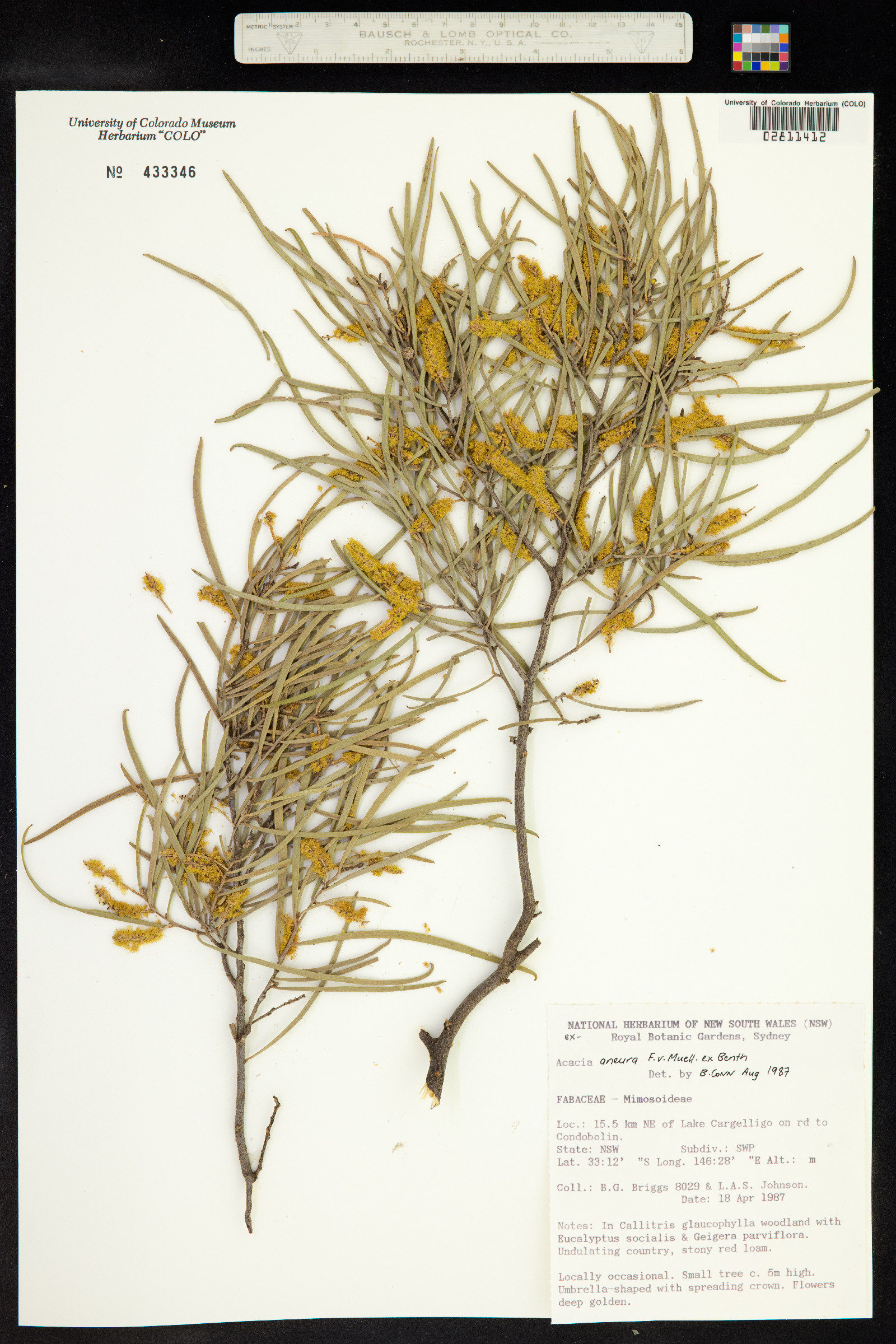 Acacia aneura image