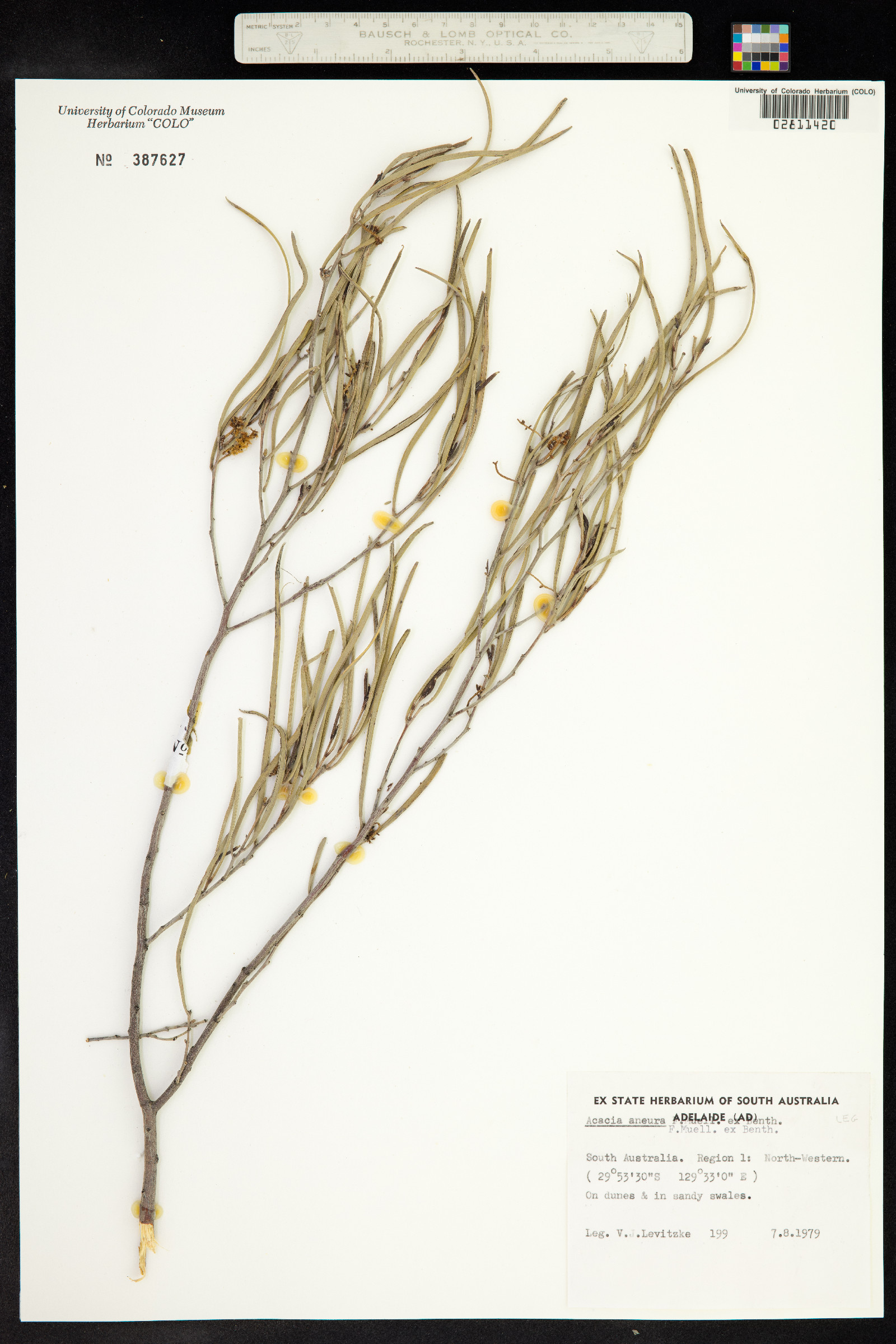 Acacia aneura image