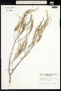 Image of Acacia aneura