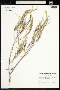 Acacia aneura image