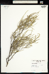 Acacia aneura image