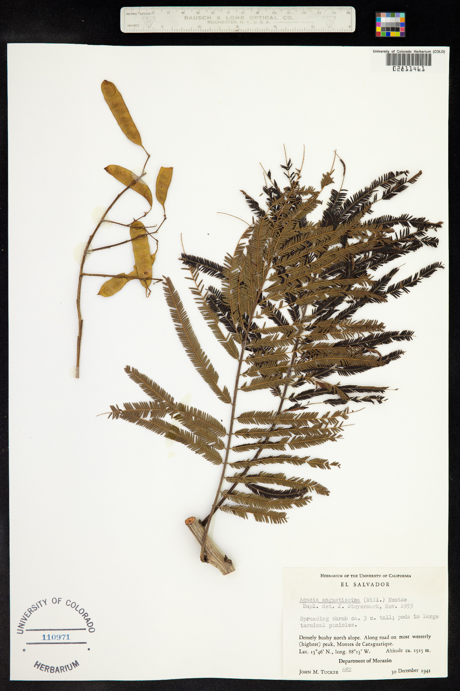 Acacia angustissima image