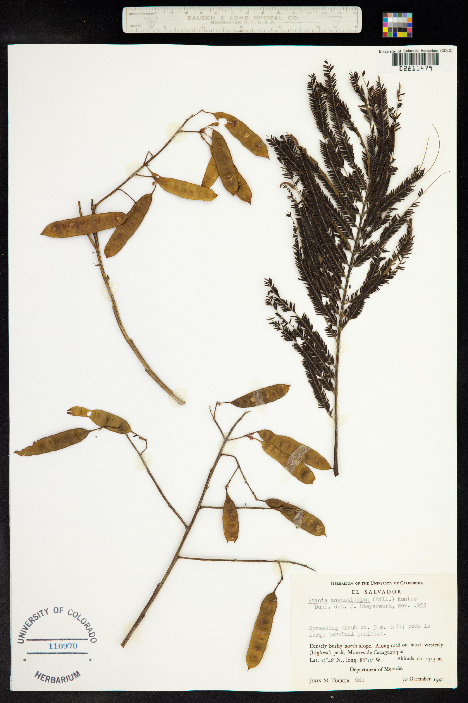 Acacia angustissima image