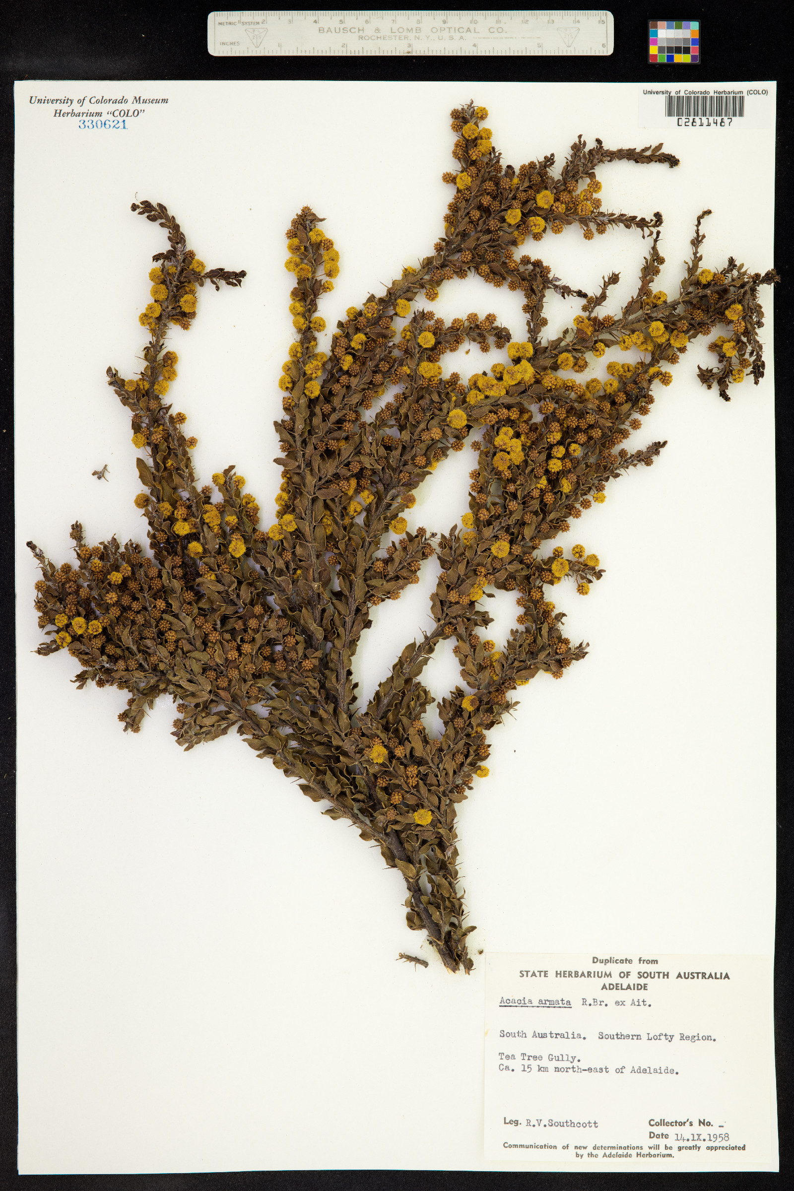 Acacia paradoxa image