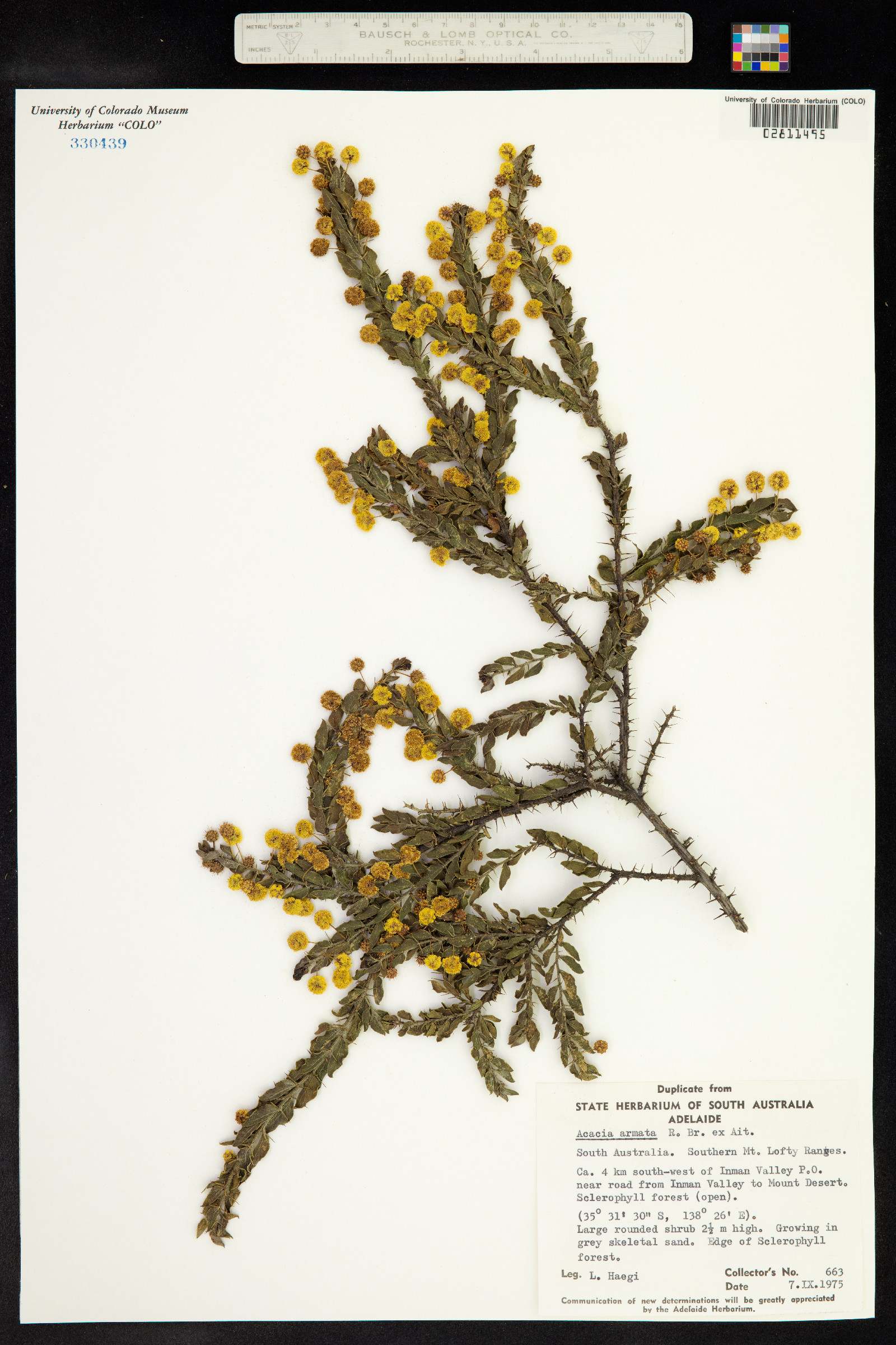 Acacia paradoxa image