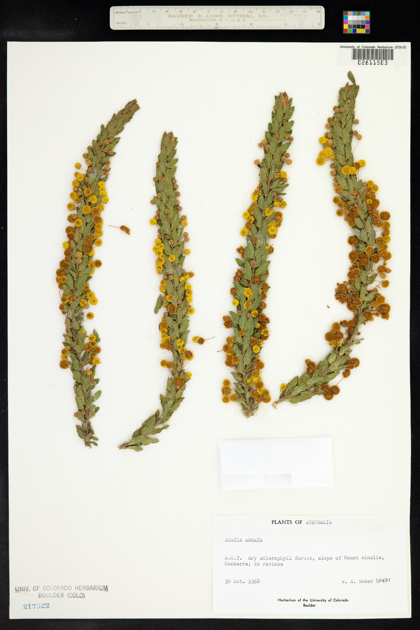 Acacia paradoxa image