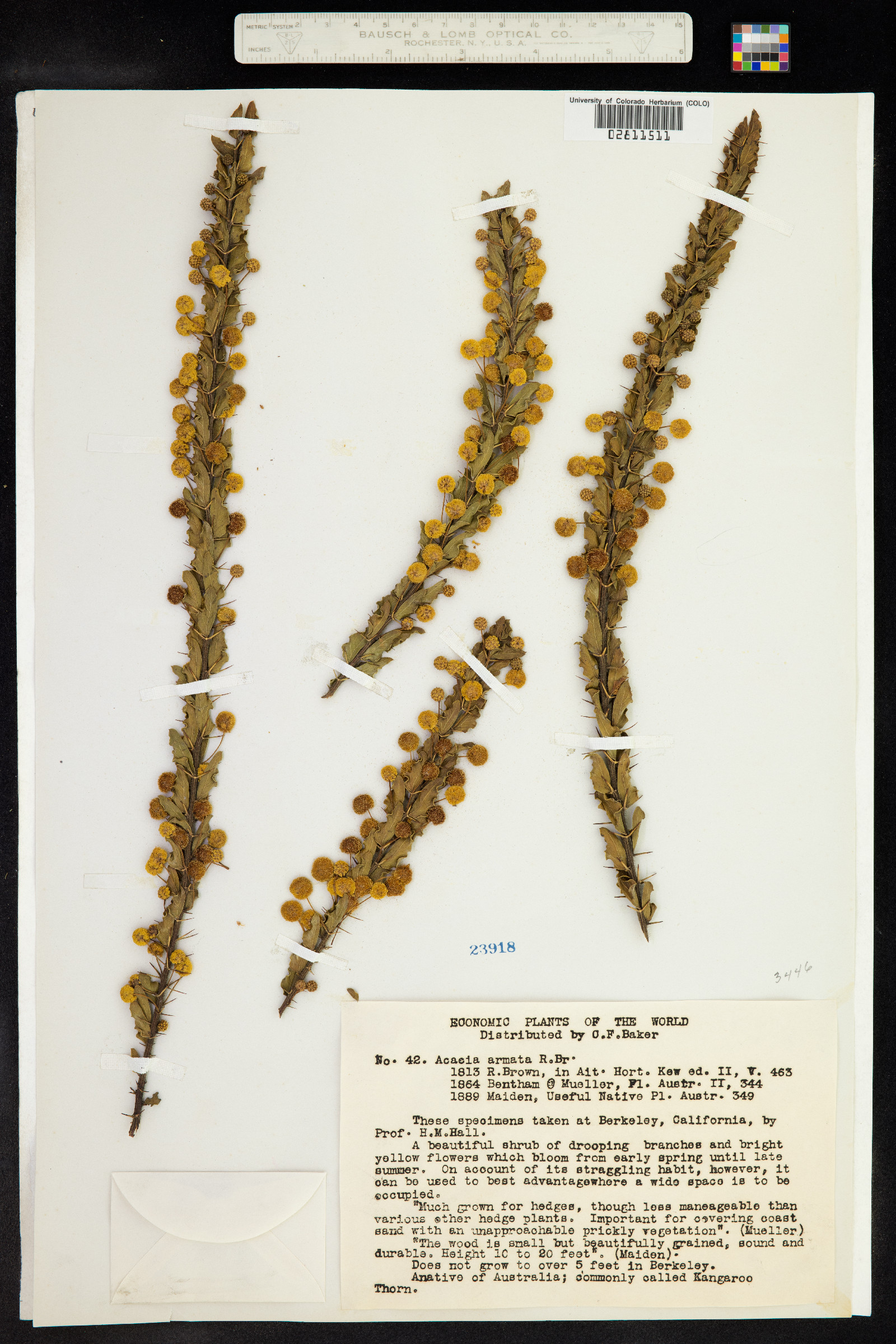 Acacia paradoxa image