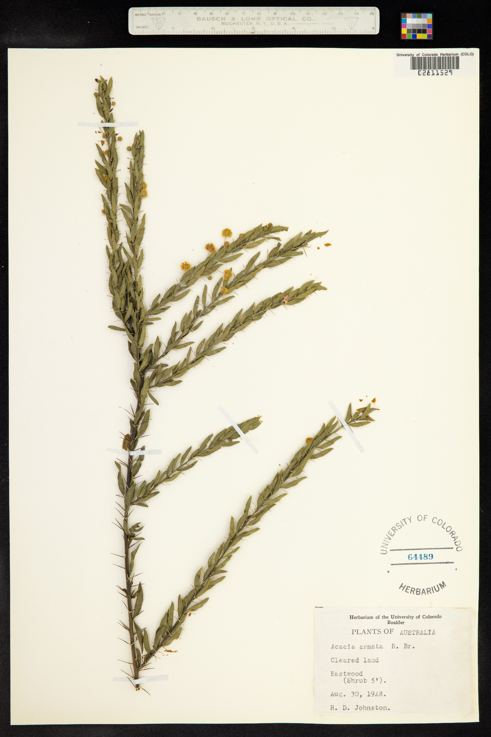 Acacia paradoxa image