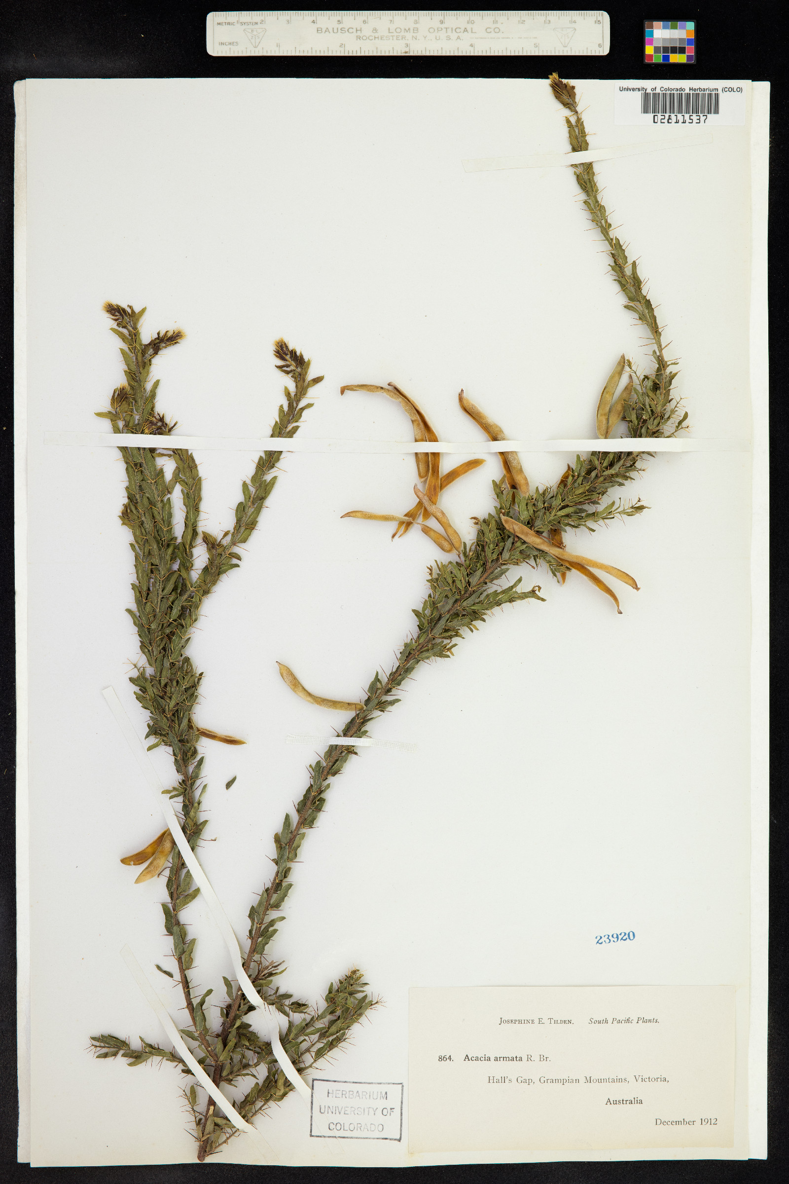 Acacia paradoxa image