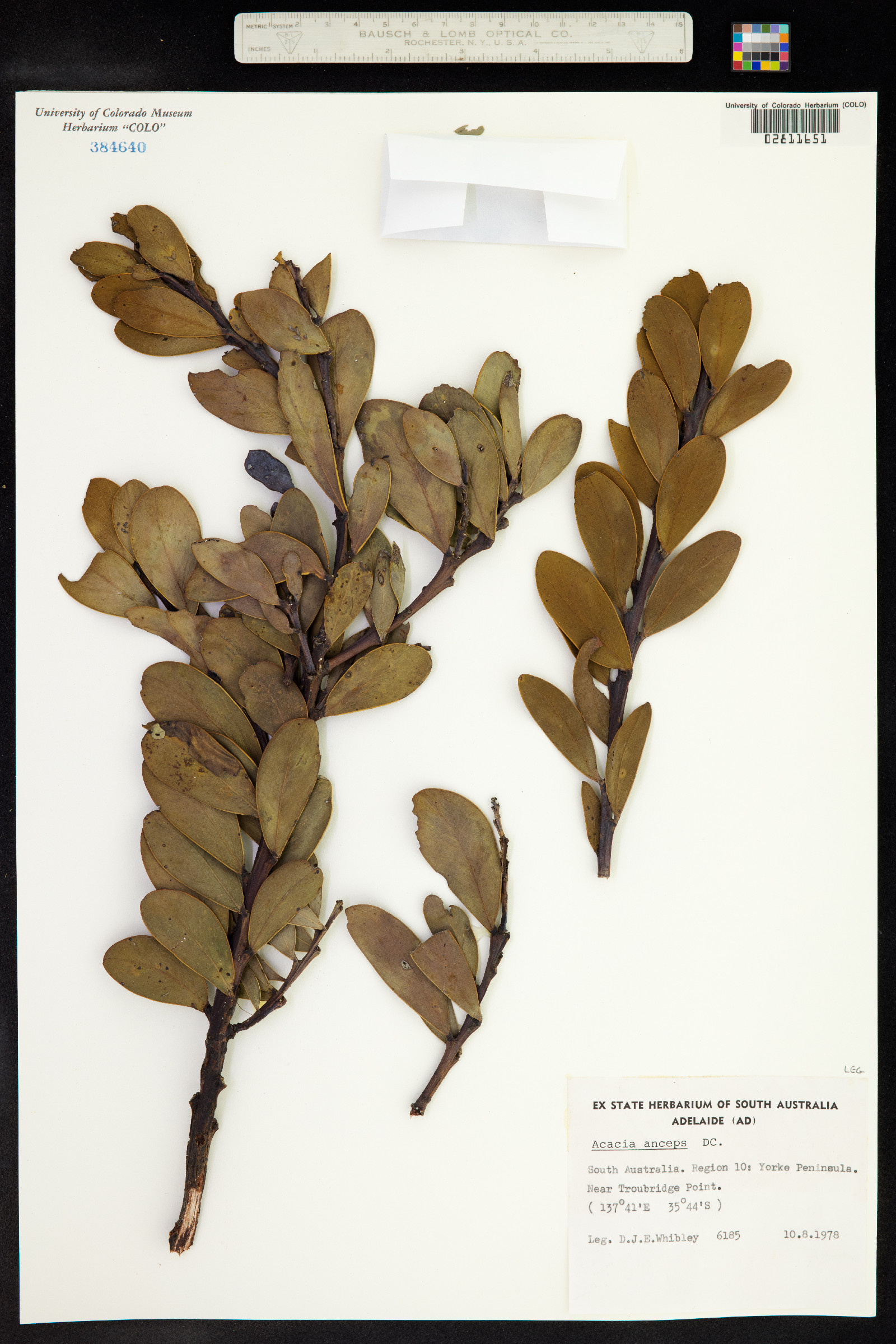 Acacia anceps image