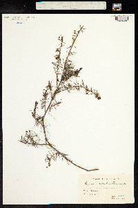 Image of Acacia aculeatissima