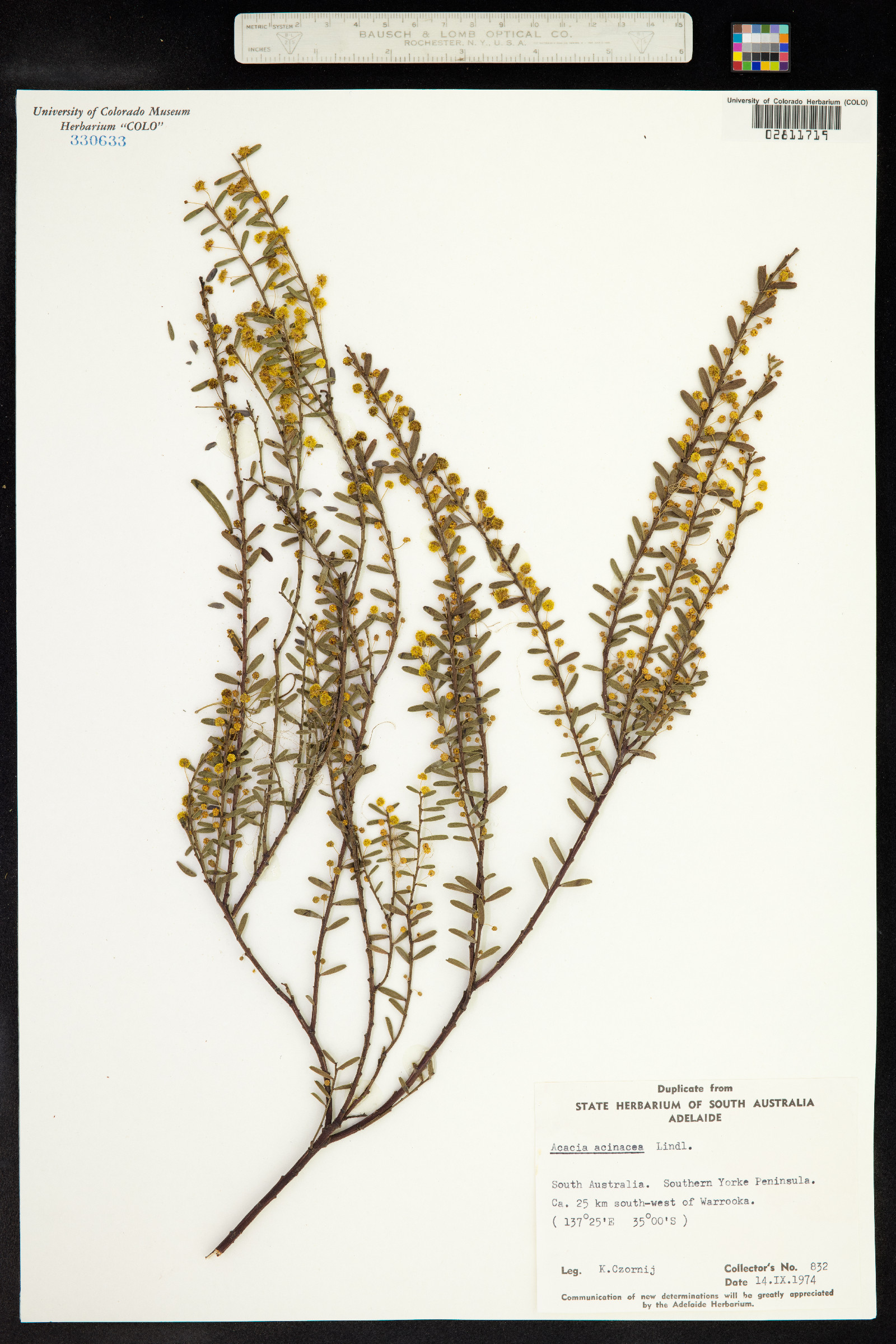 Acacia acinacea image