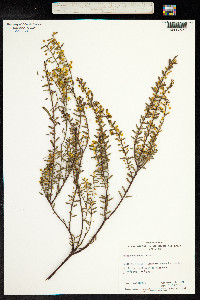 Image of Acacia acinacea