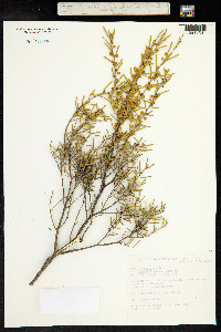 Image of Acacia ancistrophylla