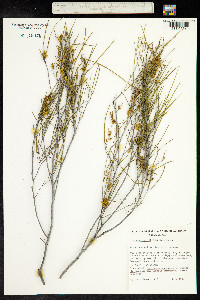 Acacia burkittii image