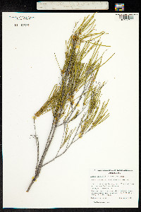 Acacia burkittii image