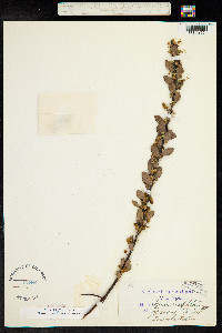 Acacia brachybotrya image